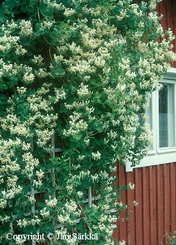 Lonicera caprifolium